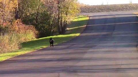 Black German Shepherd Running Down Road Stock Footage 42770600
