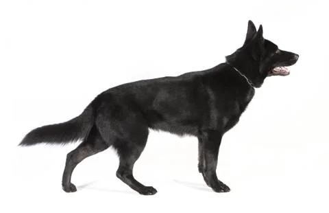 Black German Shepherd from the side Stock Photos
