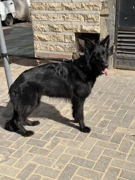 Black German Shepherd Side Profile Standing in Sunlight Stock Photos
