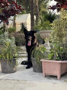 Black German Shepherd Sitting Between Garden Planters, Alexandria Egypt Stock Photos