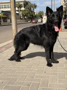 Black German Shepherd Standing with Clear Urban Background Stock Photos