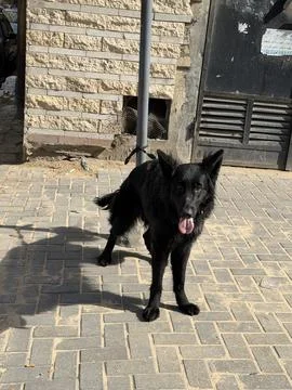 Black German Shepherd Standing Facing Camera in Urban Space Stock Photos