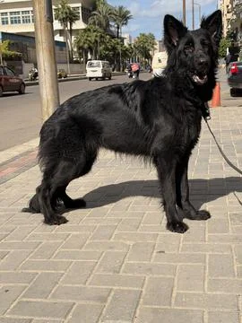 Black German Shepherd Standing Sideways Showing Body Structure Stock Photos