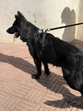 Black German Shepherd Standing Sideways with Extended Body Stock Photos
