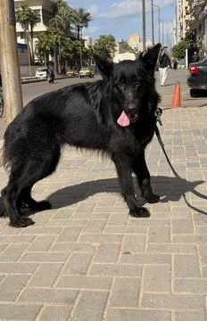 Black German Shepherd Standing with Slight Turn in Outdoor Scene Stock Photos