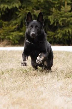 Black german shepherd in winter Stock Photos