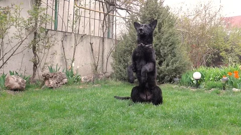 Black German Shepherds, sits on its hind legs. Stock Footage