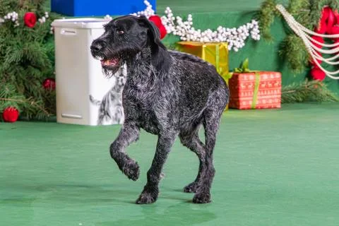 Black German Wirehaired Pointer on a stage at a dog show, performing dynami.. Stock Photos