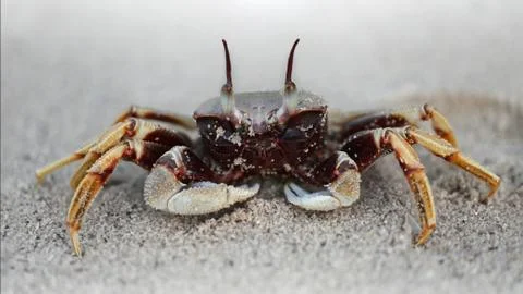 Black ghost crab on the beach Stock Photos