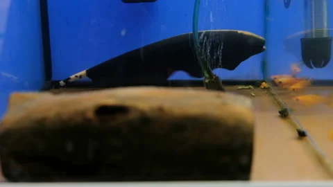 Black ghost knife fish in an aquarium, 4k footage. 库存影片 86803928