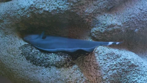 Black ghost knife fish in aquarium Stock Footage 158170272