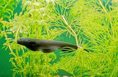 Black ghost knifefish Stock Photos