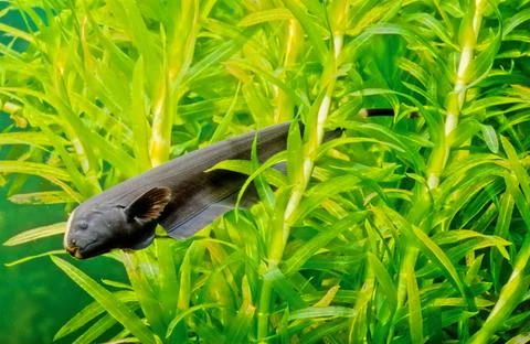 Black ghost knifefish Stock Photos