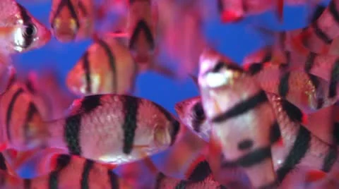 Black Ghost Tiger Barb (Capoeta tetrazona) Stock Footage 11146040