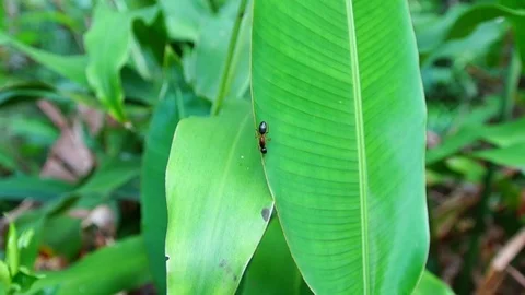 Black giant ant moving on the leaf. 스톡 동영상 111563579