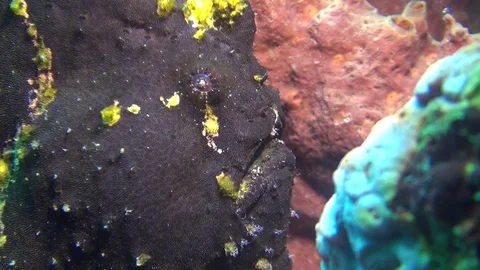 Black giant frog fish Stock Footage 127673813