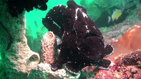 Black giant frog fish Stock Footage 127673875
