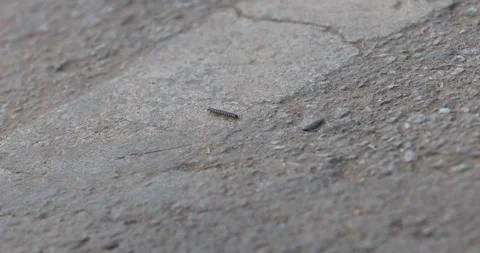 Black Giant Millipede On Ground Stock Footage 324513981