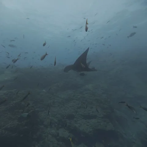 Black Giant Oceanic Manta Ray Swimming Over Reef at Socorro Island Stock Footage 344477740