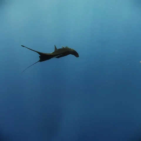 Black Giant Oceanic Manta Ray Close Pass at Socorro Island, Mexico Stock Footage 344485035