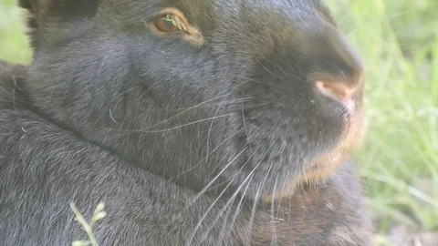 A black giant rabbit is sleeping Stock Footage 90772165