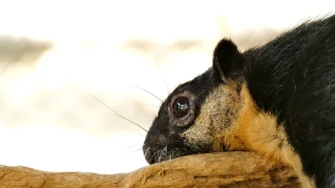 Black giant squirrel on branch. Video stock 73236250