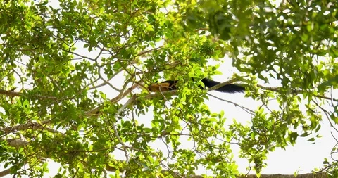 The black giant squirrel  Malayan giant squirrel moving on tree branches Stock Footage 123468218