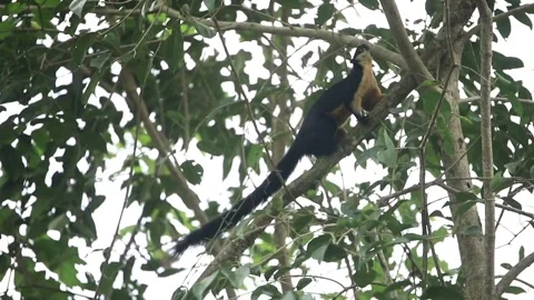 Black giant squirrel (Ratufa bicolor), Kaeng Krachan National Park, Phetchaburi Stock Footage 296558327