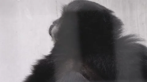 A black gibbon close up Stock Footage 261189302