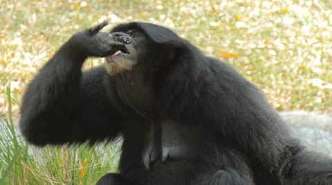 Black gibbon. Stock Footage 46092792
