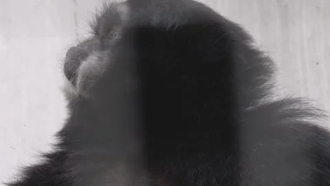  a black gibbon looking Stock Footage 261242509