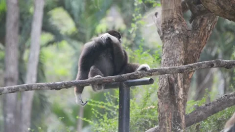Black gibbon monkey sitting on a tree Video stock 95175899