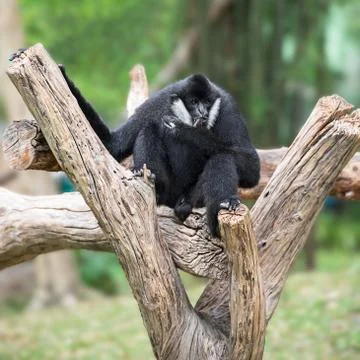 Black gibbon Stock Photos