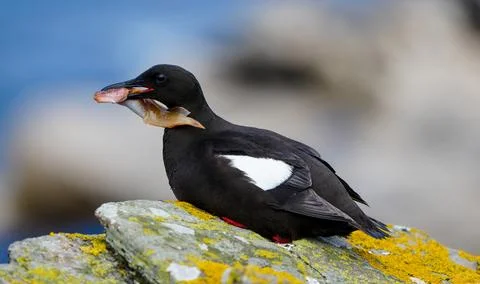 Black Gillimot with fish Foto stock