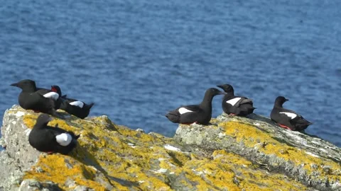 Black gillimots in summer plumage on the cliffs in Orkney in 4k Video stock 301191012