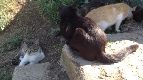 Black , Ginger and Gray Cats eat the food on the street in nature Stock Footage 167890663