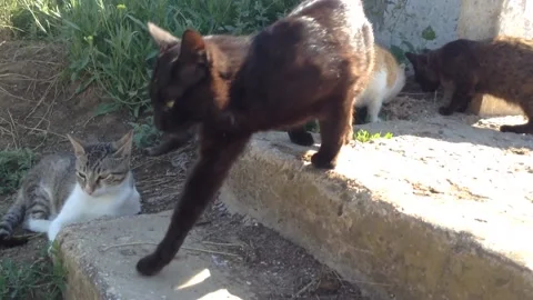 Black , Ginger and Gray Cats eat the food on the street in nature 2 Stock Footage 167890697