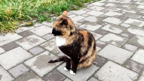 Black ginger cat sits on the sidewalk and turns its head Stock Footage 155795274