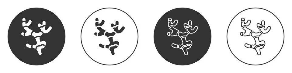 Black Ginger root icon isolated on white background. Circle button. Vector Иллюстрация