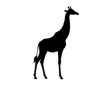Black Giraffe Silhouette On White Background Stock Illustration