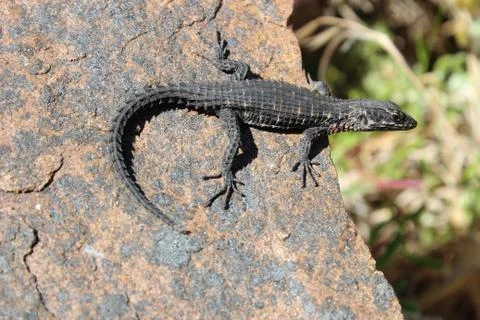 Black-girdled Lizard Фото