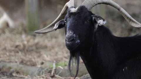 Black Goat big horns Stock Footage 308394344