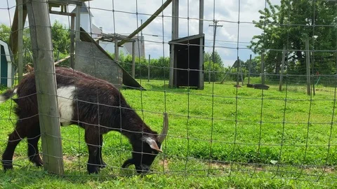 Black goat chewing grass beyond fence 스톡 동영상 109094033