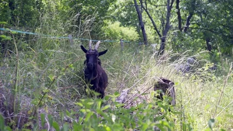 Black Goat Chewing Grass Stock Footage 77401110