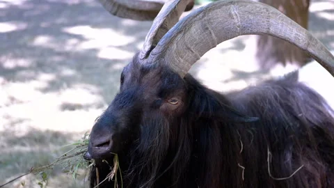 Black Goat Eating Grass Stock Footage 293226500