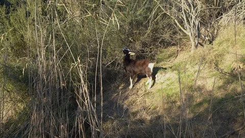 Black goat eats grass on a hillside on a sunny day Stock Footage 124173042