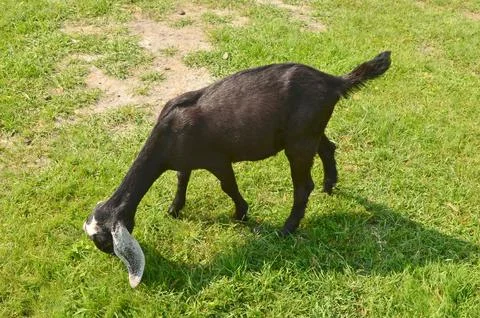 Black goat eats green grass Stock Photos