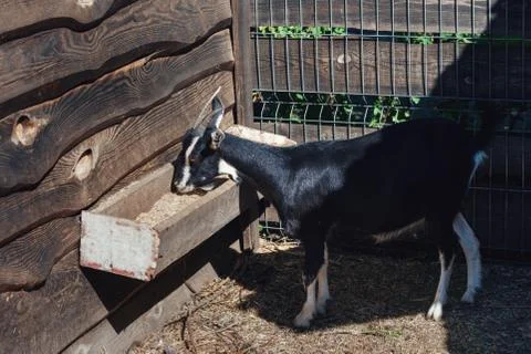 Black goat eats on a paddock farm Stock Photos