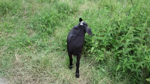 Black goat exploring tall grass in a quiet countryside meadow Stock Footage 338278841