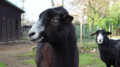 Black goat on the farm Stock Footage 259124028